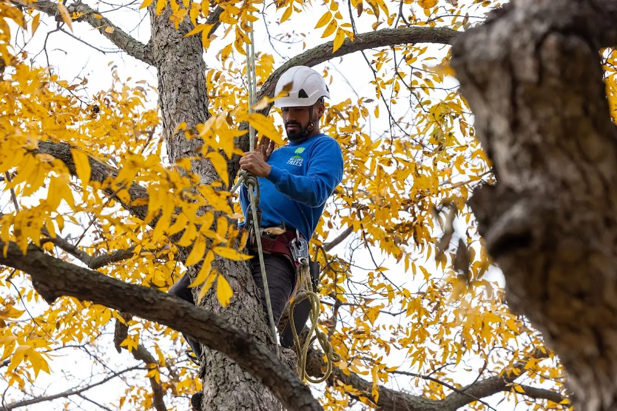 Skilled Storm Damage Cleanup crew working in Lore City
